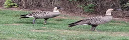 Geese poultry for sale: Ne-ne geese - Advert 2