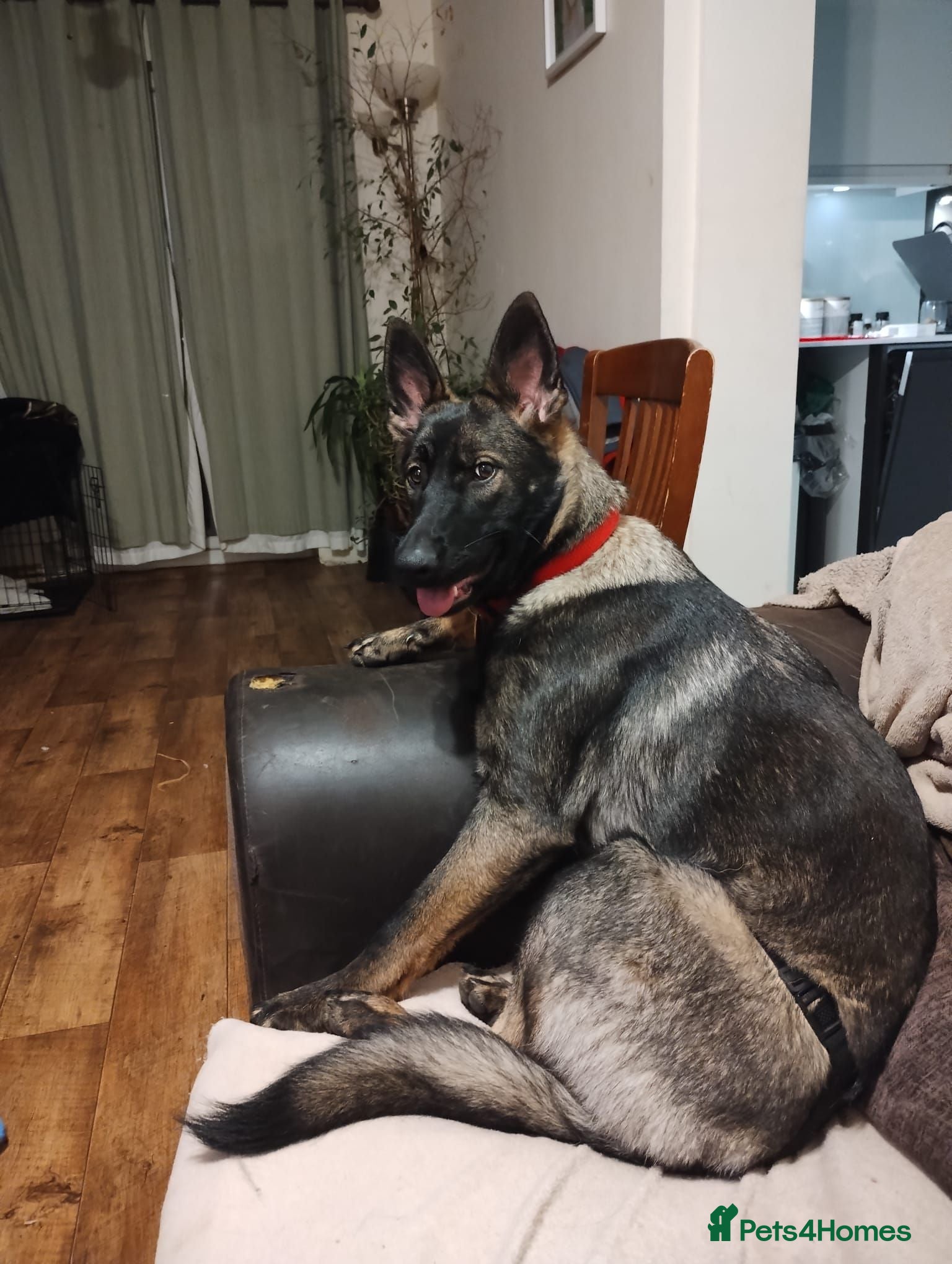 German Shepherd dogs German Shepherd  Looking for a Loving Forever Home - Advert 1