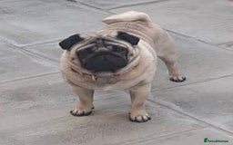 Pug dogs for sale: 2 x Apricot males - Image 5