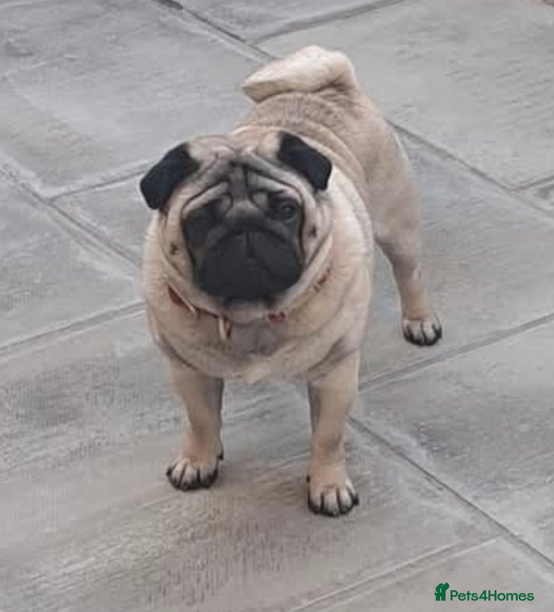 Pug dogs for sale: 2 x Apricot males - Image 5