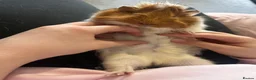 Guinea Pig rodents for sale: 2 bonded Female Guinea Pigs - 9 months old  in Braintree - Advert 5