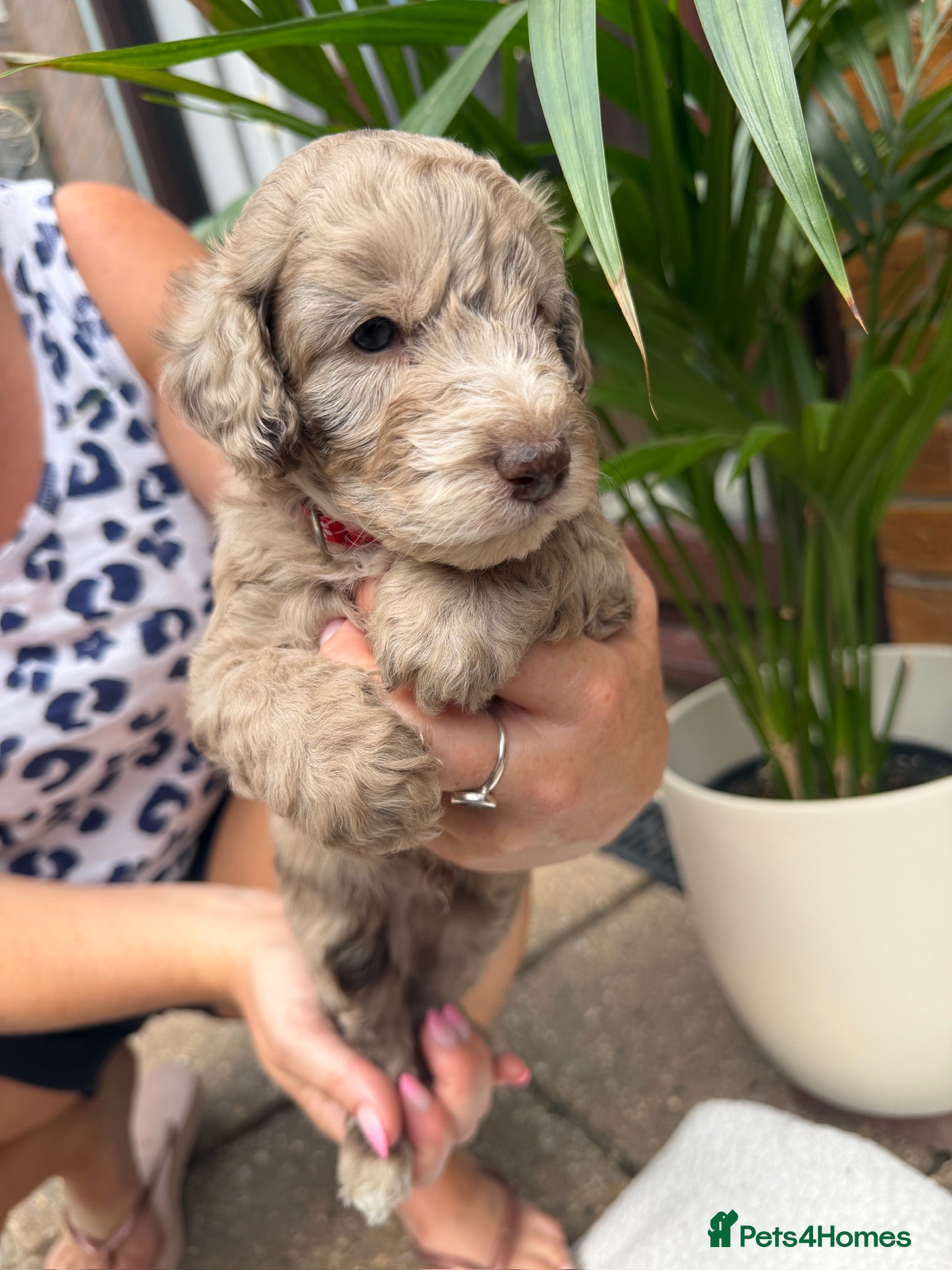 Cockapoo dogs F2 cockapoo litter  - Advert 4