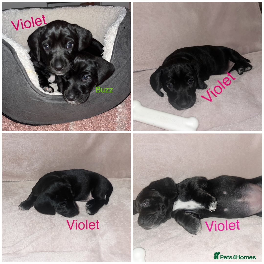 Mixed Breed dogs for sale: Dalmatian x dachshund  - Advert 20