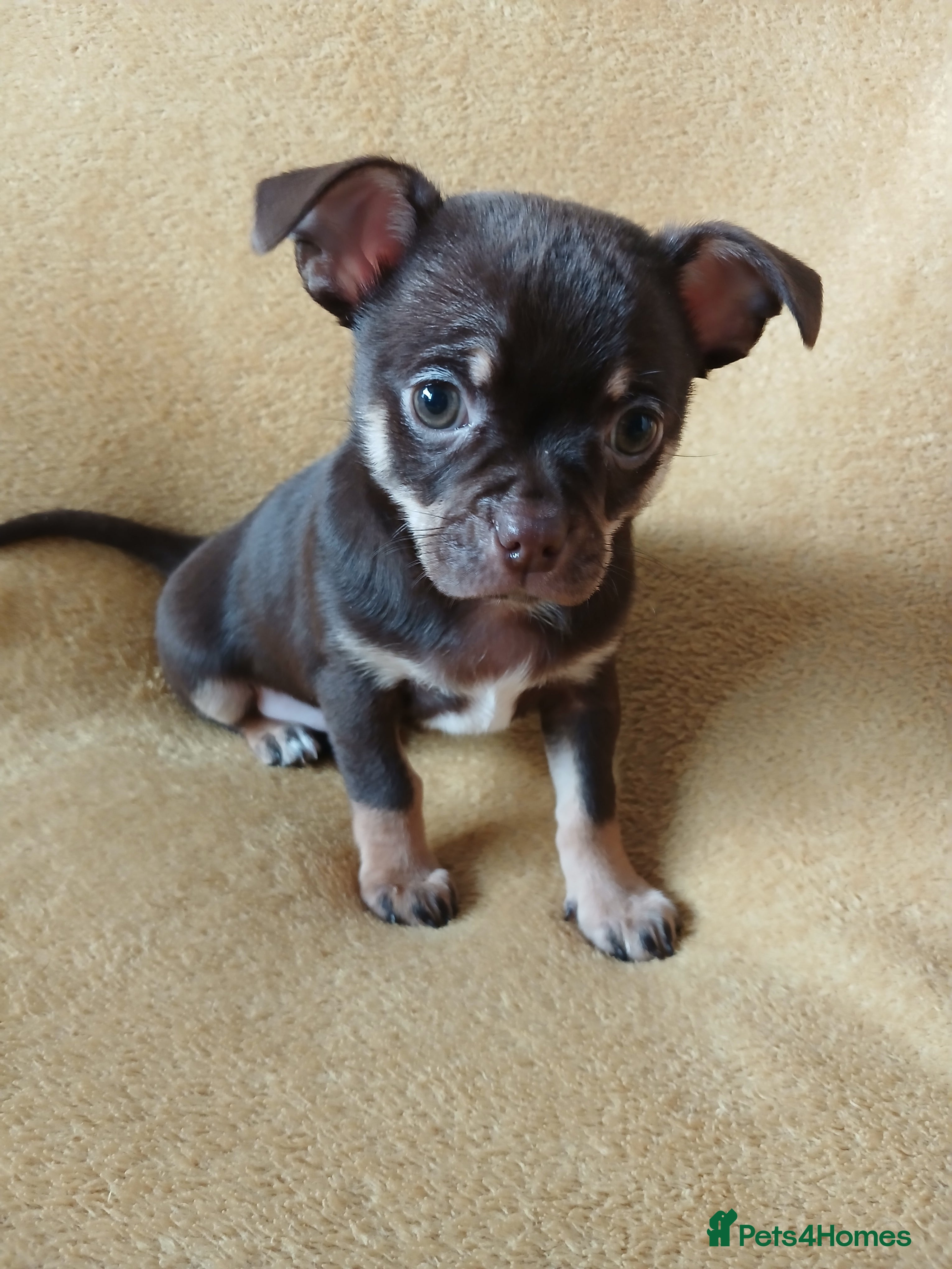 Chihuahua dogs ❤️STUNNING SMOOTH COAT CHIHUAHUAS❤️ - Advert 3