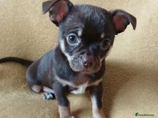 Chihuahua dogs ❤️STUNNING SMOOTH COAT CHIHUAHUAS❤️ - Advert 3