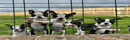 Boston Terrier dogs for sale: Exceptional puppies. Extensively tested parents.   - Advert 18