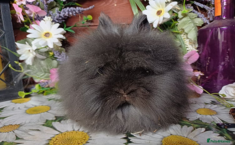 Lionhead rabbits in Barnsley - Advert 3