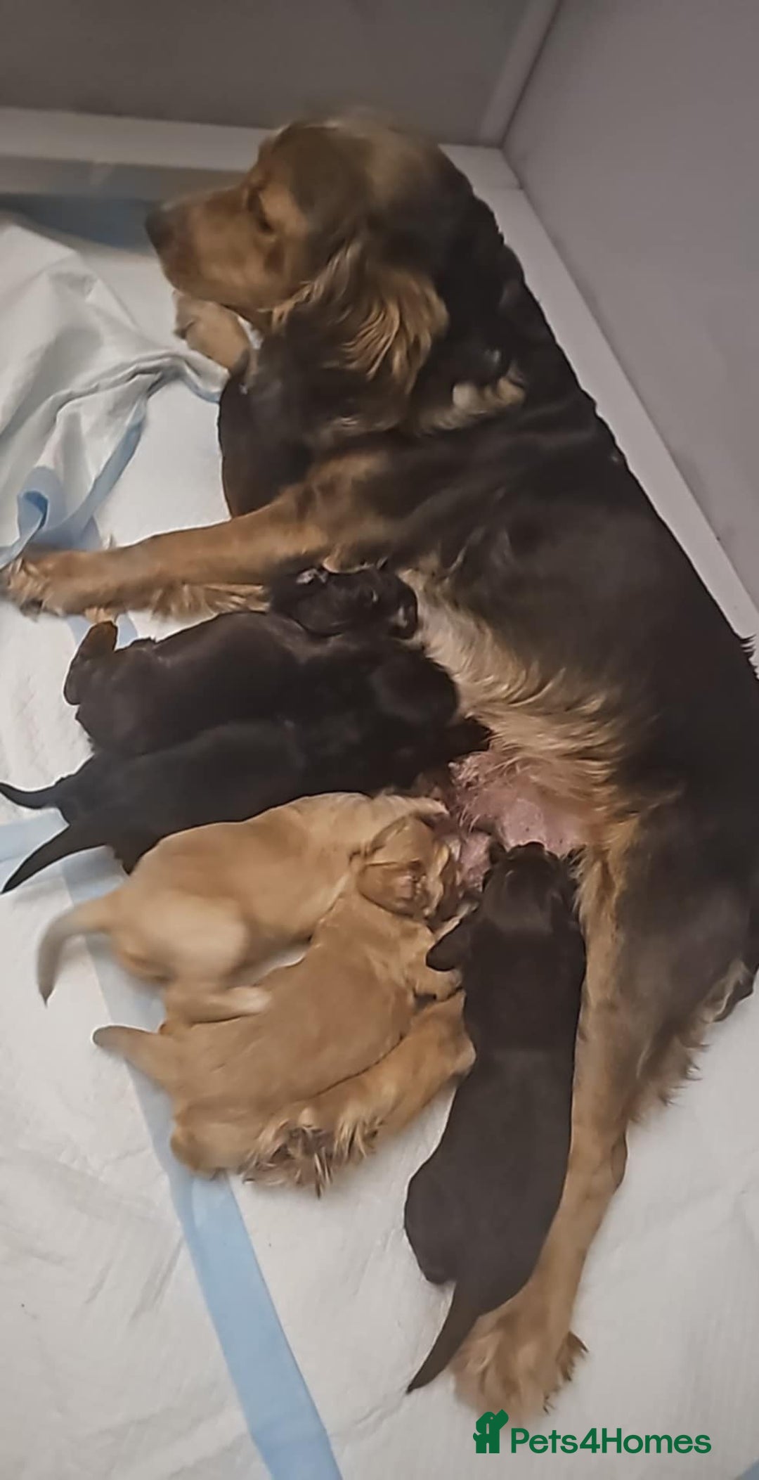 Cocker Spaniel dogs for sale: Cocker spaniel puppy  - Image 18