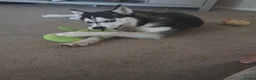 Siberian Husky dogs for sale: Siberian husky for sale  in Exeter - Advert 6