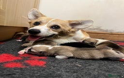 Welsh Corgi Pembroke dogs for sale: Naturally bobbed unique babies - Image 27