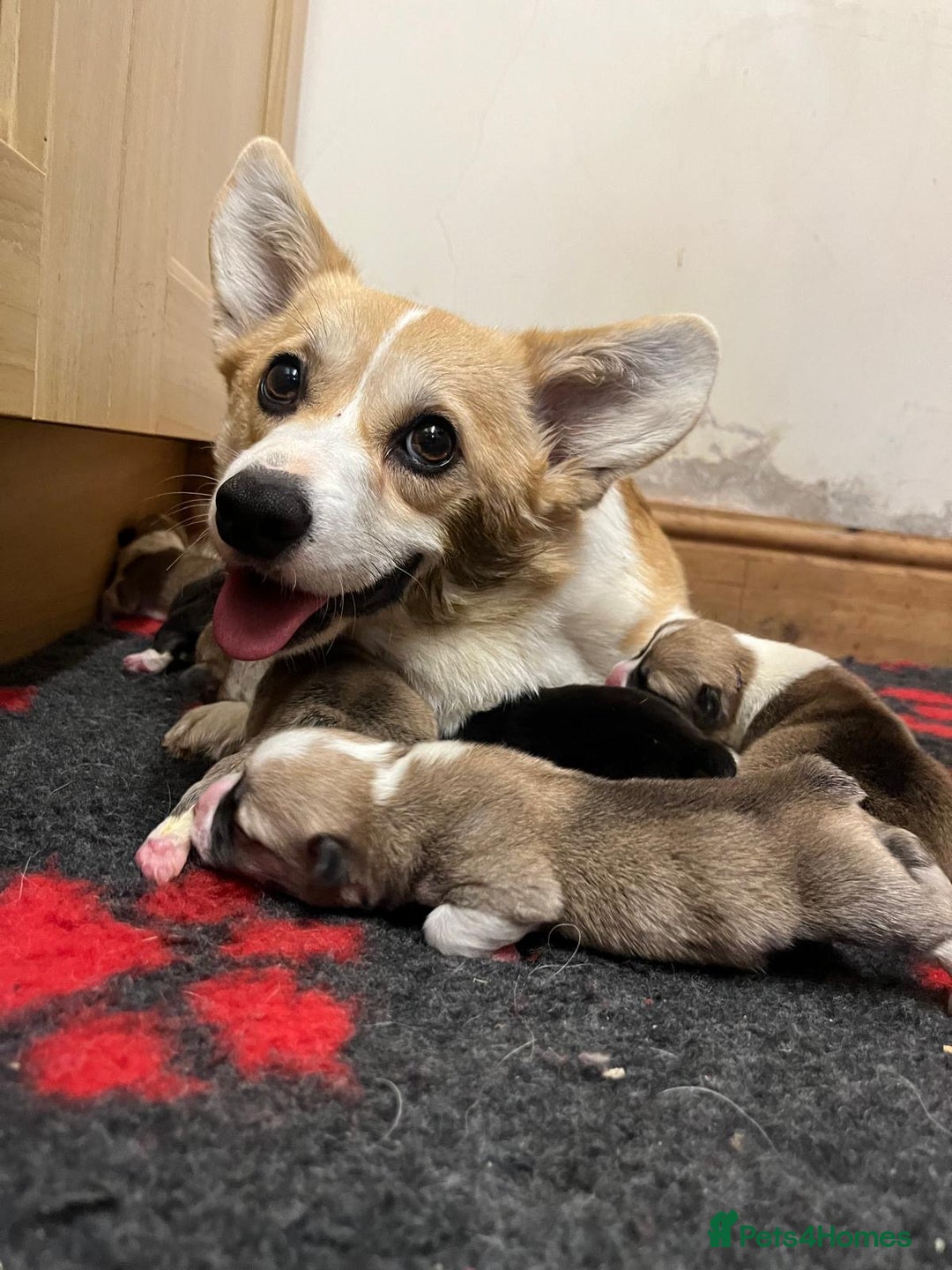 Welsh Corgi Pembroke dogs for sale: Naturally bobbed unique babies - Image 27