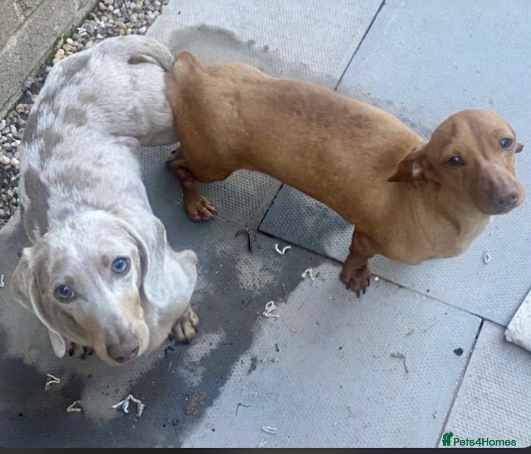Dachshund dogs for sale: 4 weeks old dashounds - Image 9