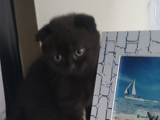 British Shorthair cats 1 amazing boy - £400 Superfecundation! - Advert 3