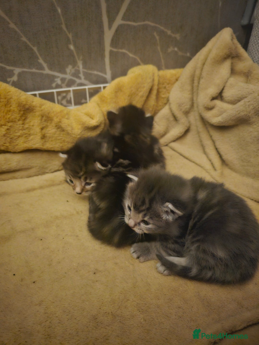 Mixed Breed cats for sale: Part Maine Coon - Advert 8