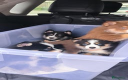 Pomsky dogs for sale: Pomsky Puppies for Sale - Image 9