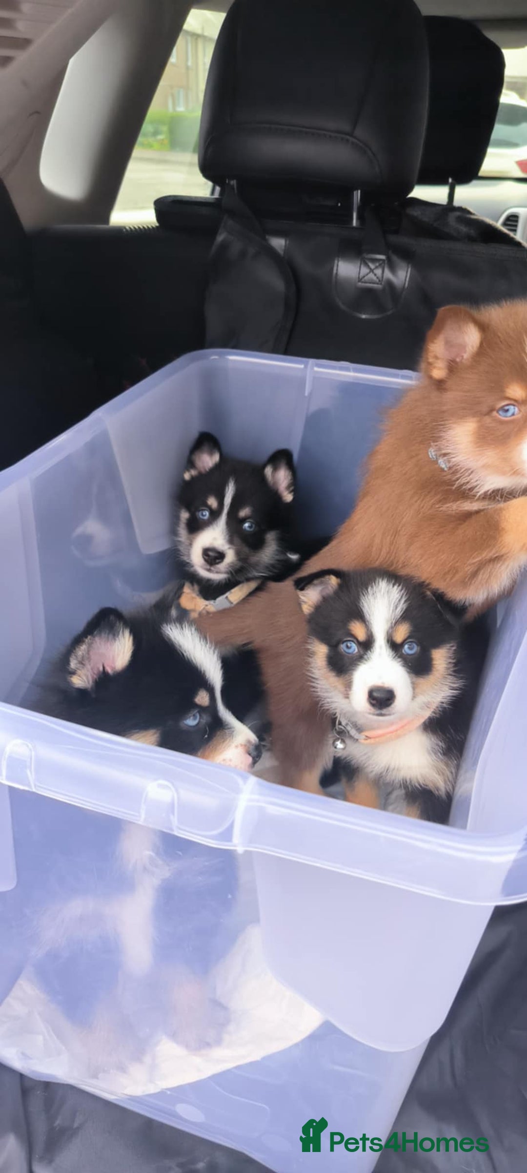 Pomsky dogs for sale: Pomsky Puppies for Sale - Image 9