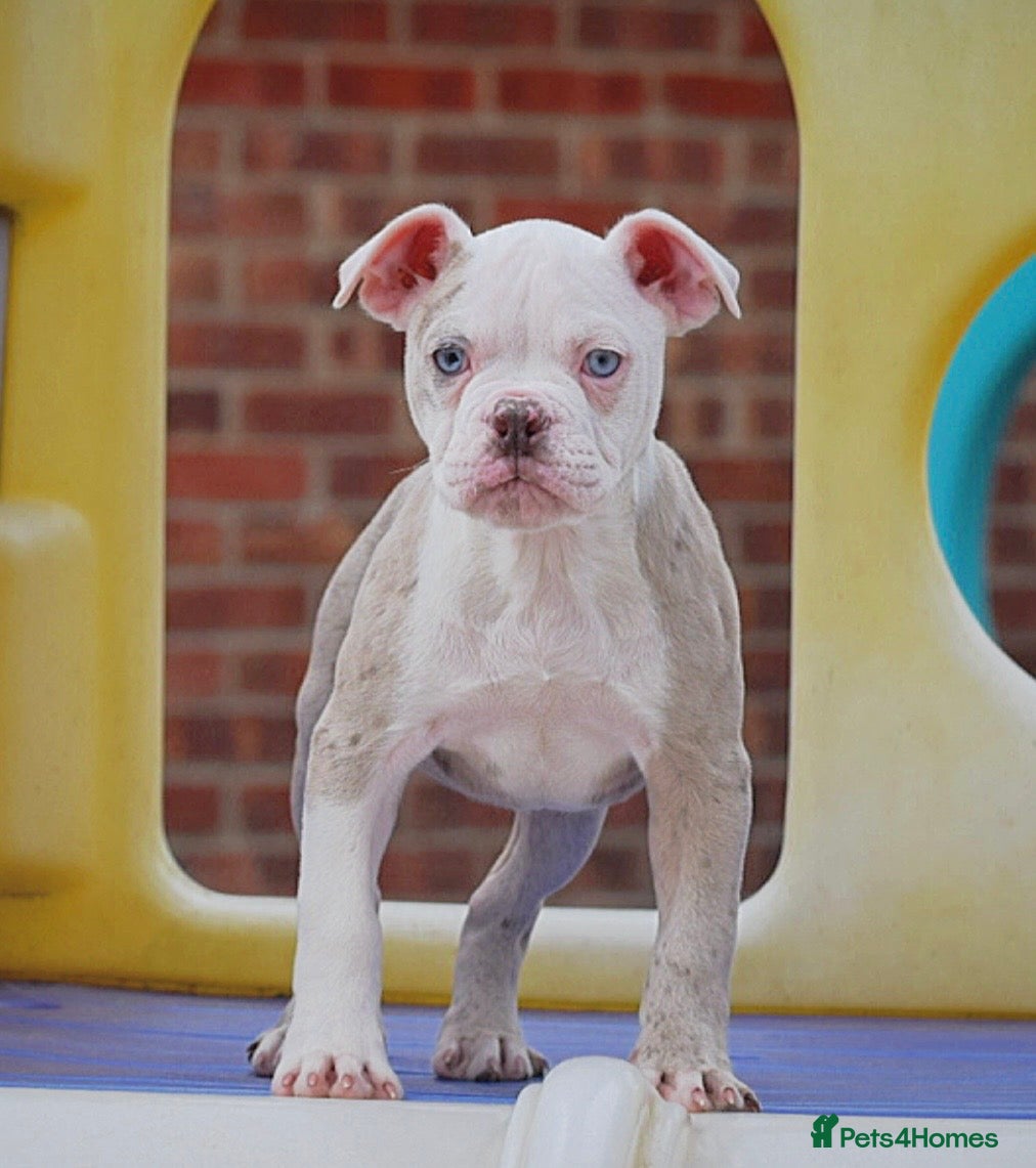 Old Tyme Bulldog dogs 23 YEARS, EXPERIENCE, 5 STAR RATED, LICENSED - Advert 1