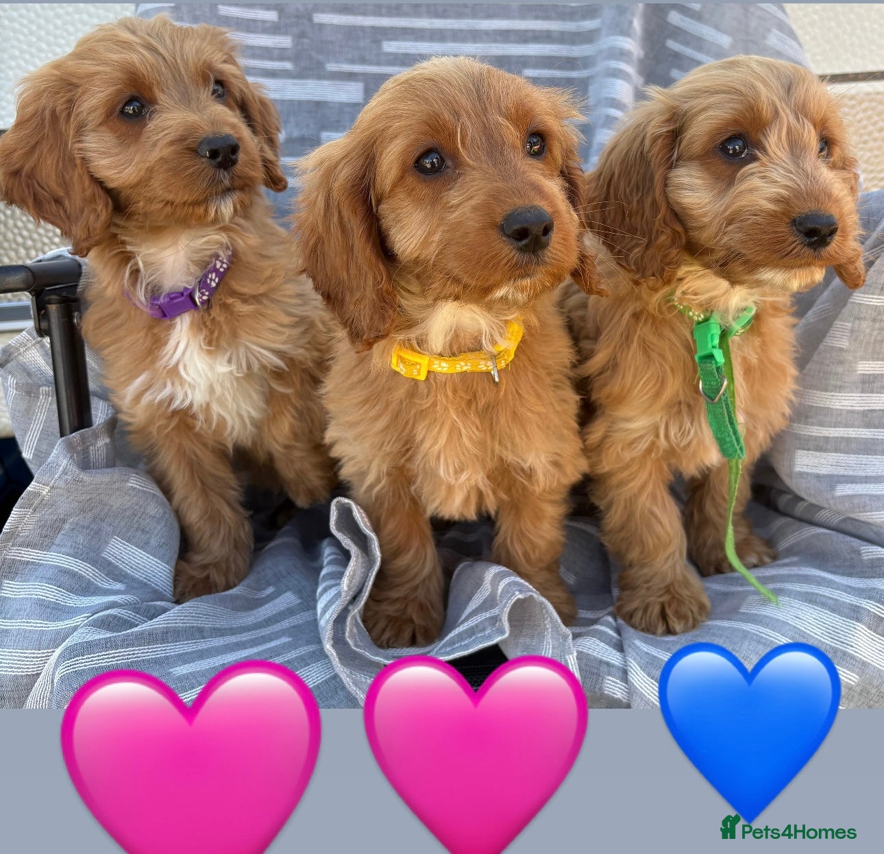 Cockapoo dogs Cockerpoo  - Advert 1