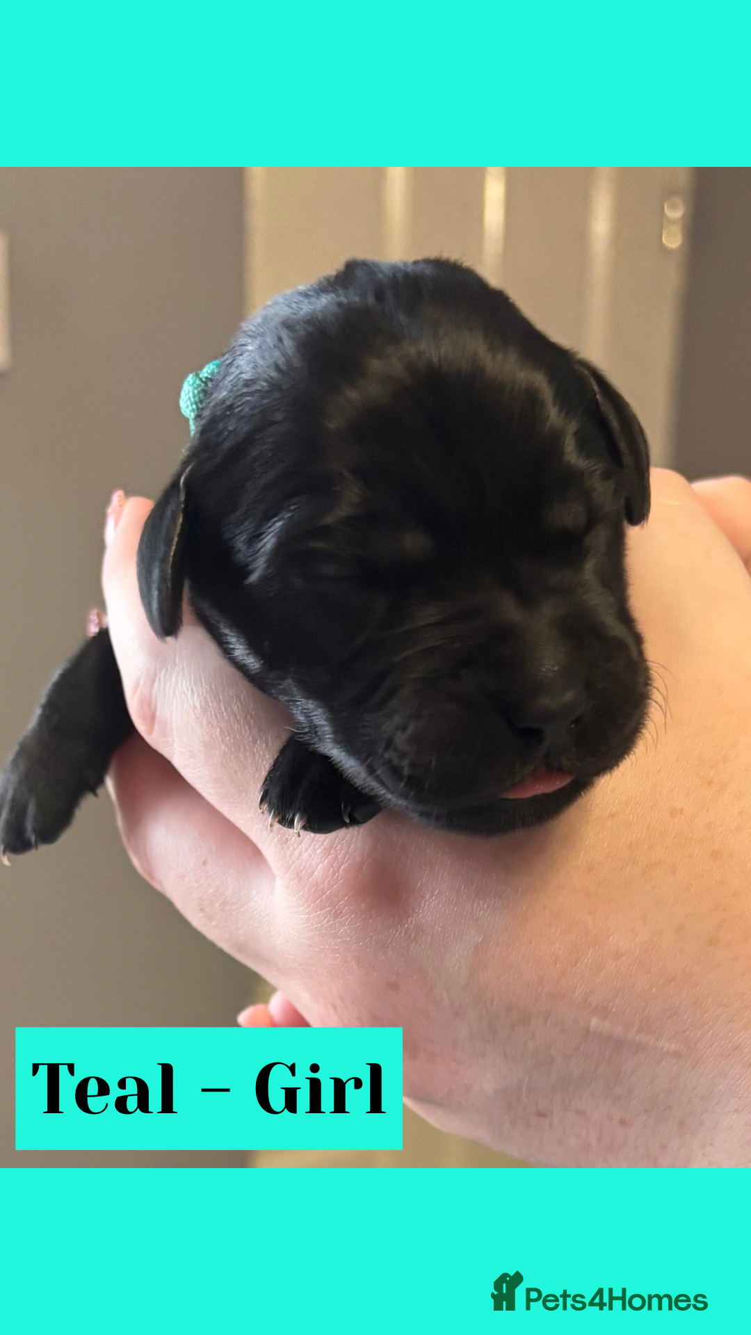 Goldador dogs for sale: Goldador puppies - Image 5