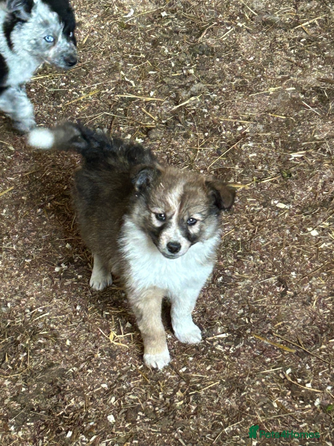 Border Collie dogs for sale: A beautiful mixed litter of border collies  - Image 11