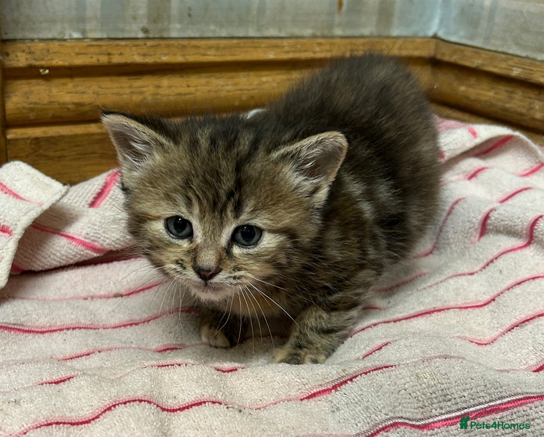 Mixed Breed cats for sale: Farm kittens - Advert 3