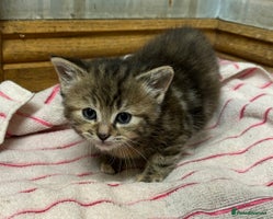 Mixed Breed cats Farm kittens - Advert 1