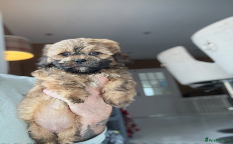 Shihpoo dogs - Advert 3