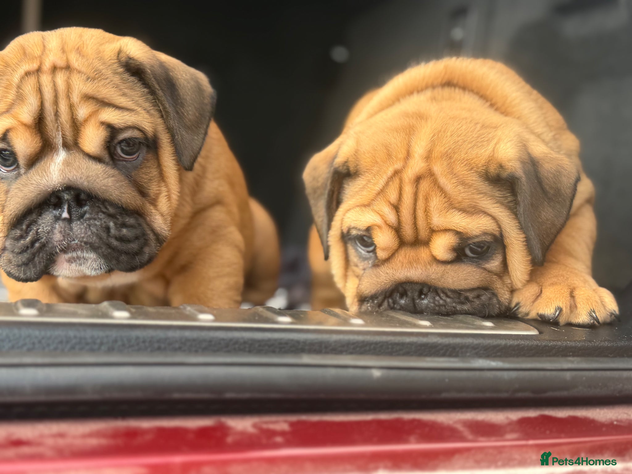 English Bulldog dogs Quality English bulldogs  - Advert 2