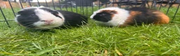 Guinea Pig rodents for sale: Hawk & Panda  - Advert 4