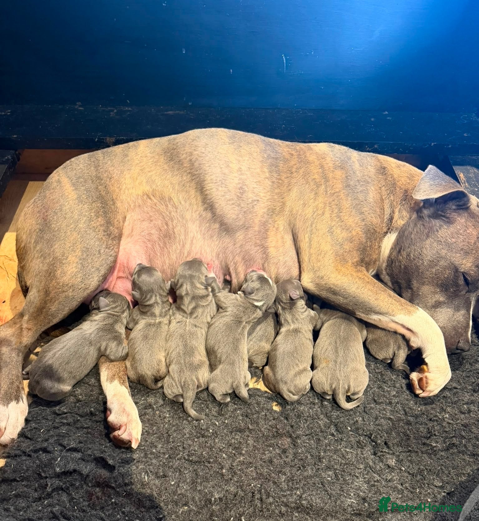 Staffordshire Bull Terrier dogs Stunning blue staff puppies - Advert 2