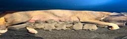 Staffordshire Bull Terrier dogs for sale: Stunning blue staff puppies in Hemel Hempstead - Advert 2