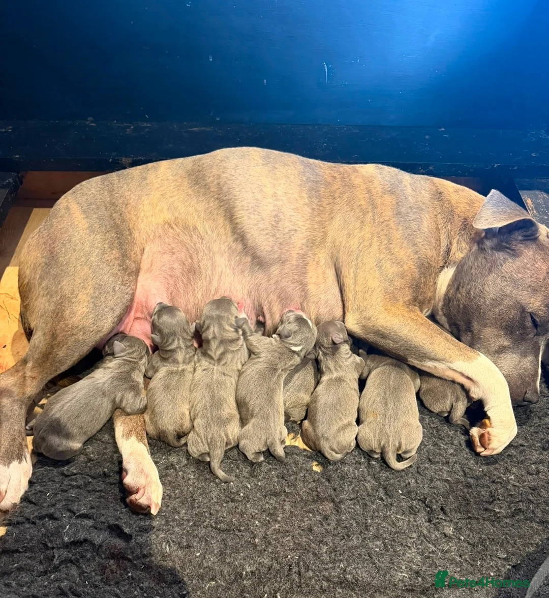 Staffordshire Bull Terrier dogs for sale: Stunning blue staff puppies in Hemel Hempstead - Advert 2