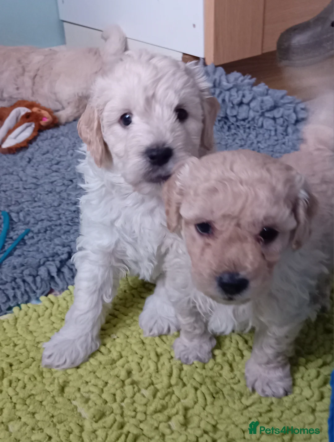 Goldendoodle dogs for sale: Adorable Miniature Double Doodle puppies  - Advert 18