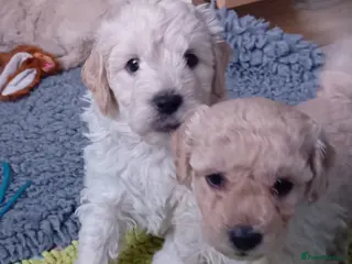 Goldendoodle dogs Adorable Miniature Double Doodle puppies - Advert 2