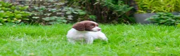 English Springer Spaniel dogs for sale: Working Line Liver And White Springer Spaniels - Advert 11