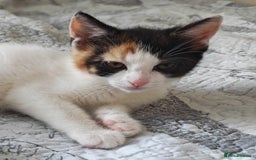 Mixed Breed cats for sale: Two adorable girls - Image 4