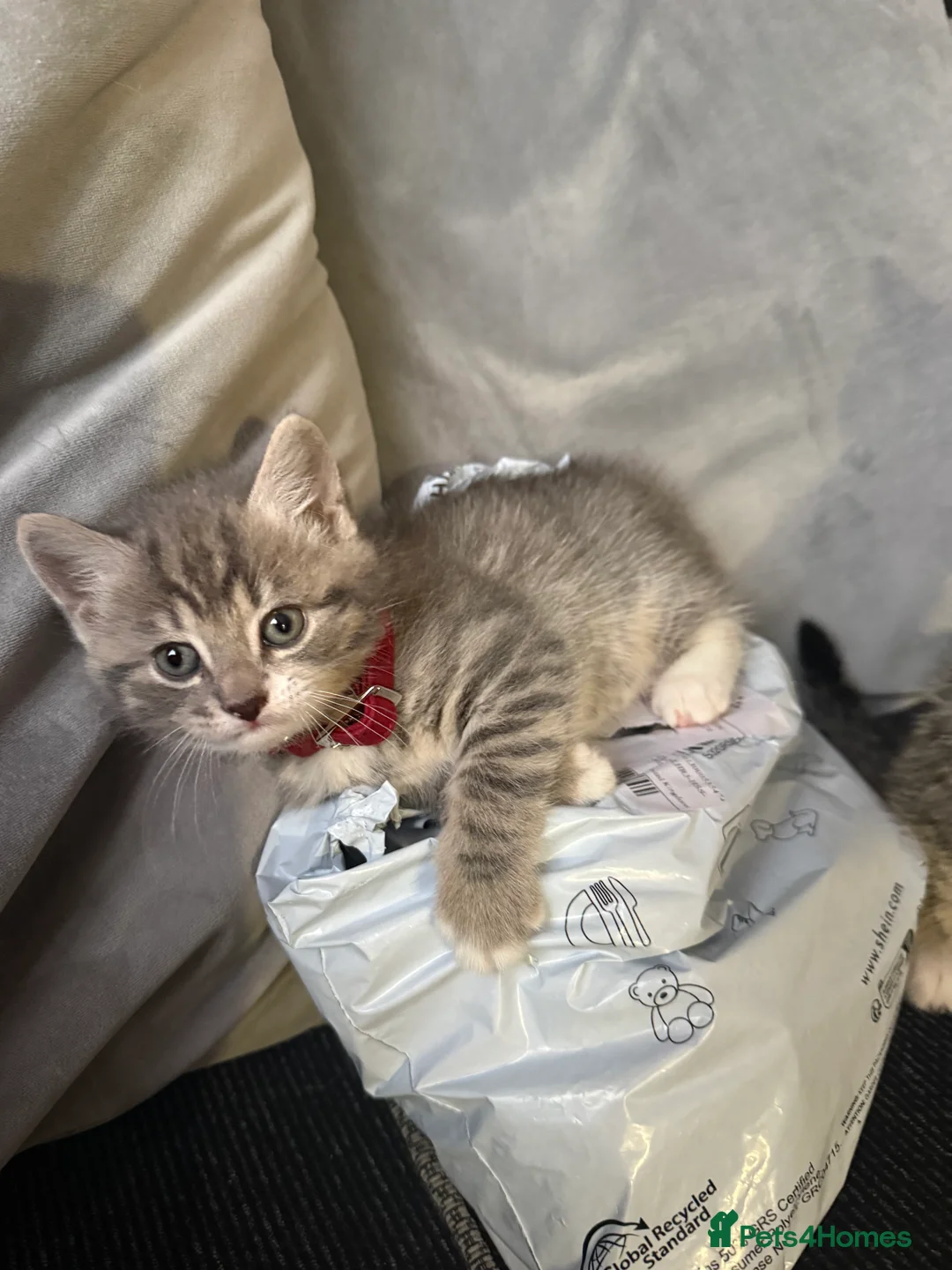 British Shorthair cats for sale: UNIQUE BRITISH SHORT HAIRS  - Advert 23