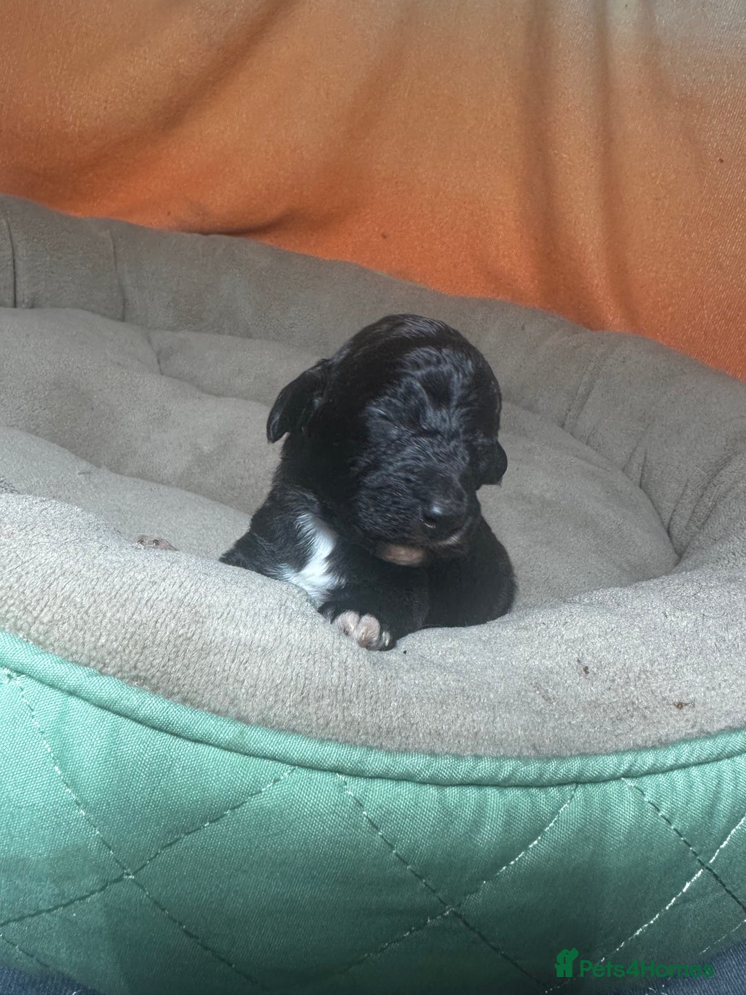 Cockapoo dogs for sale: 3 remaining Cockapoos looking for homes - Advert 11