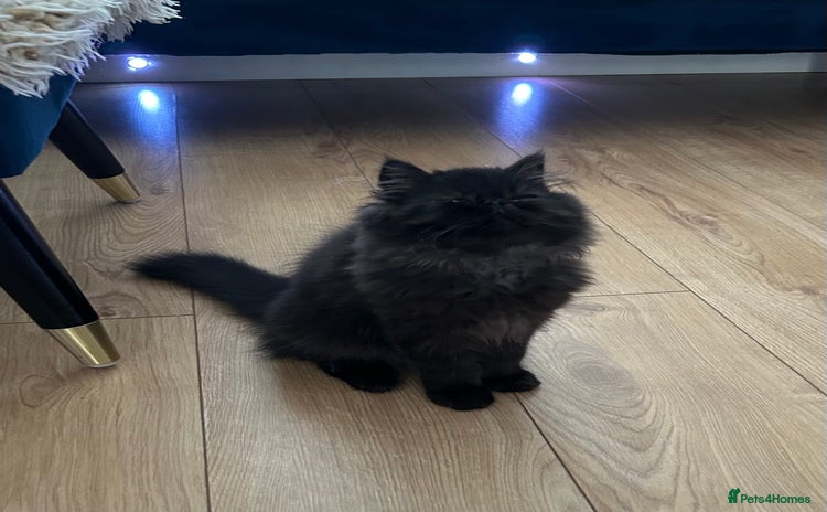 Persian cats in Northampton - Advert 1