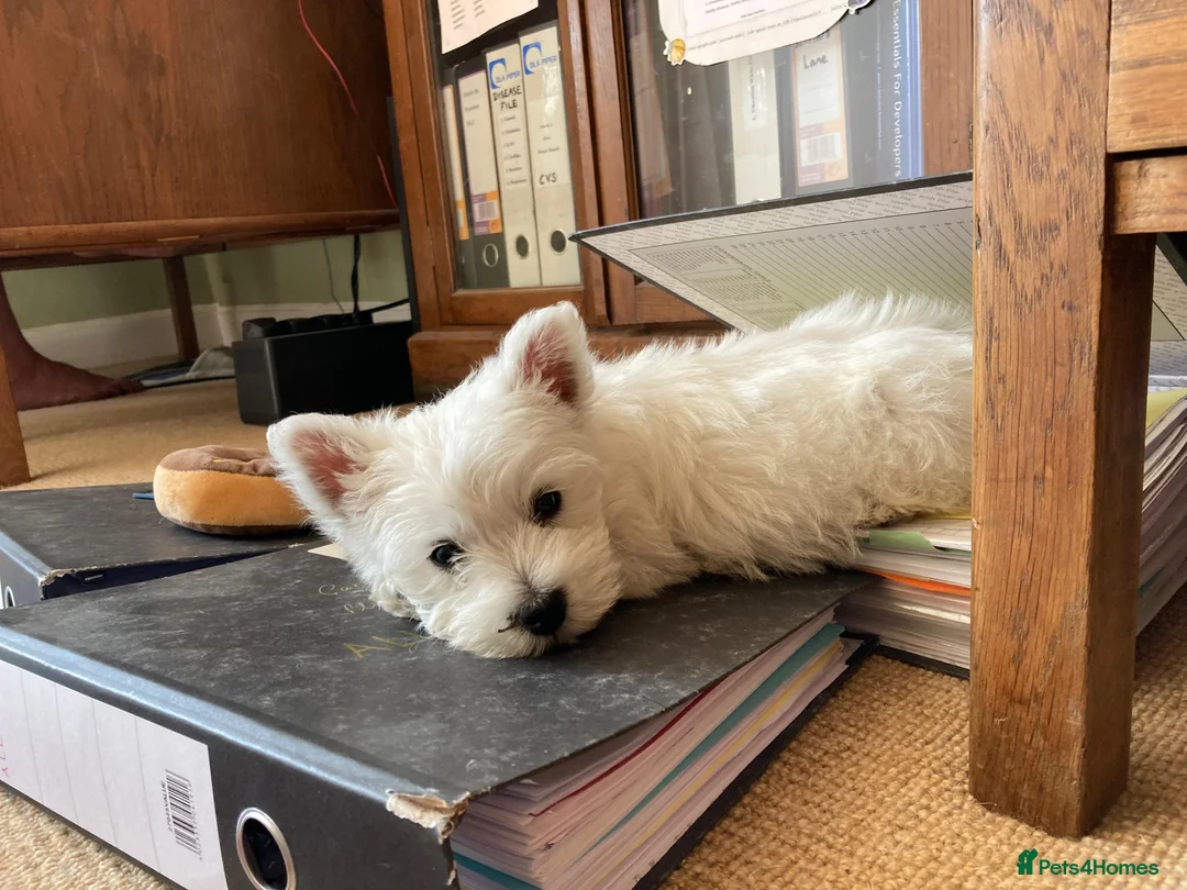 West Highland Terrier dogs for sale: Beautifully bred West Highland Terriers - Advert 22