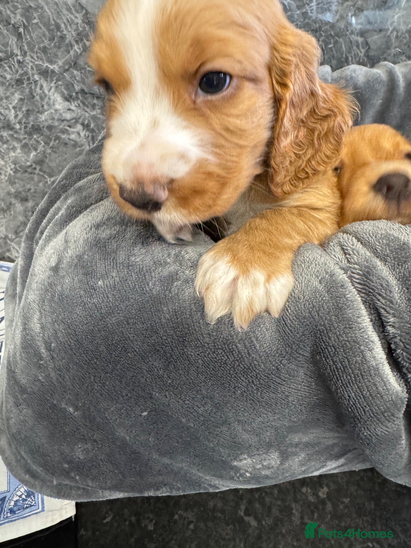 Cocker Spaniel dogs Working cocker spaniel puppies - Advert 1