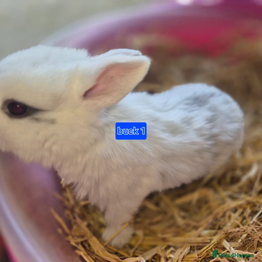 Mini Lop rabbits for sale: Beautiful mini lop x Rhinelander kits ready April - Advert 17