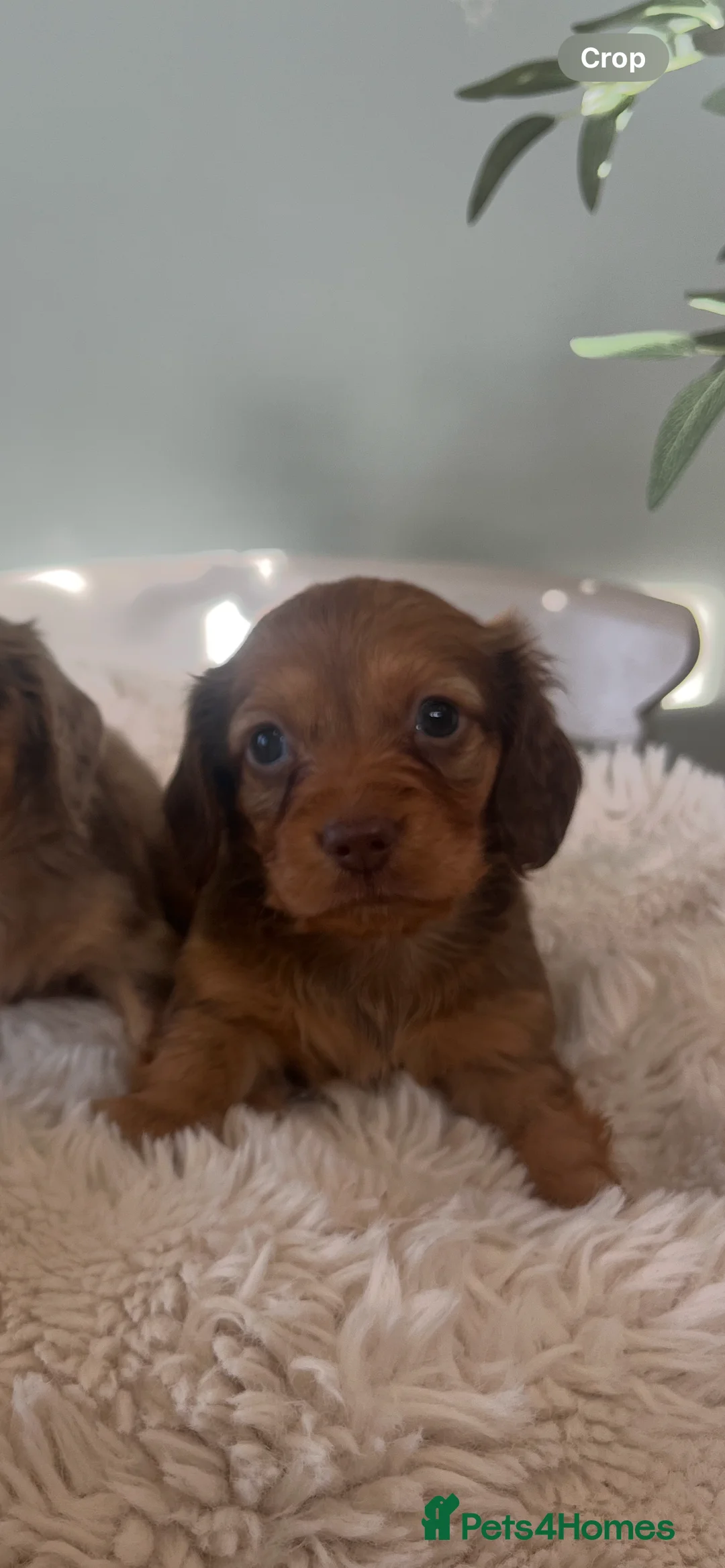 Miniature Dachshund dogs for sale: Mini long haired dachshund pups - Advert 4