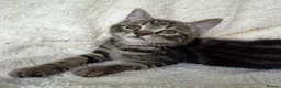 Mixed Breed cats for sale: Gorgeous home reared kittens  - Advert 14