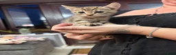 Domestic Shorthair cats for sale: Domestic shorthair kittens  - Advert 11