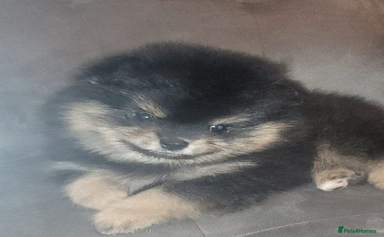 Pomeranian dogs - Advert 12