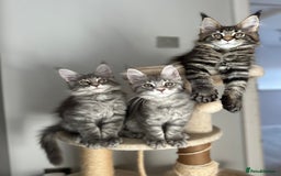 Maine Coon cats for sale: Gorgeous Pure Breed Maine Coon Kittens - Image 9