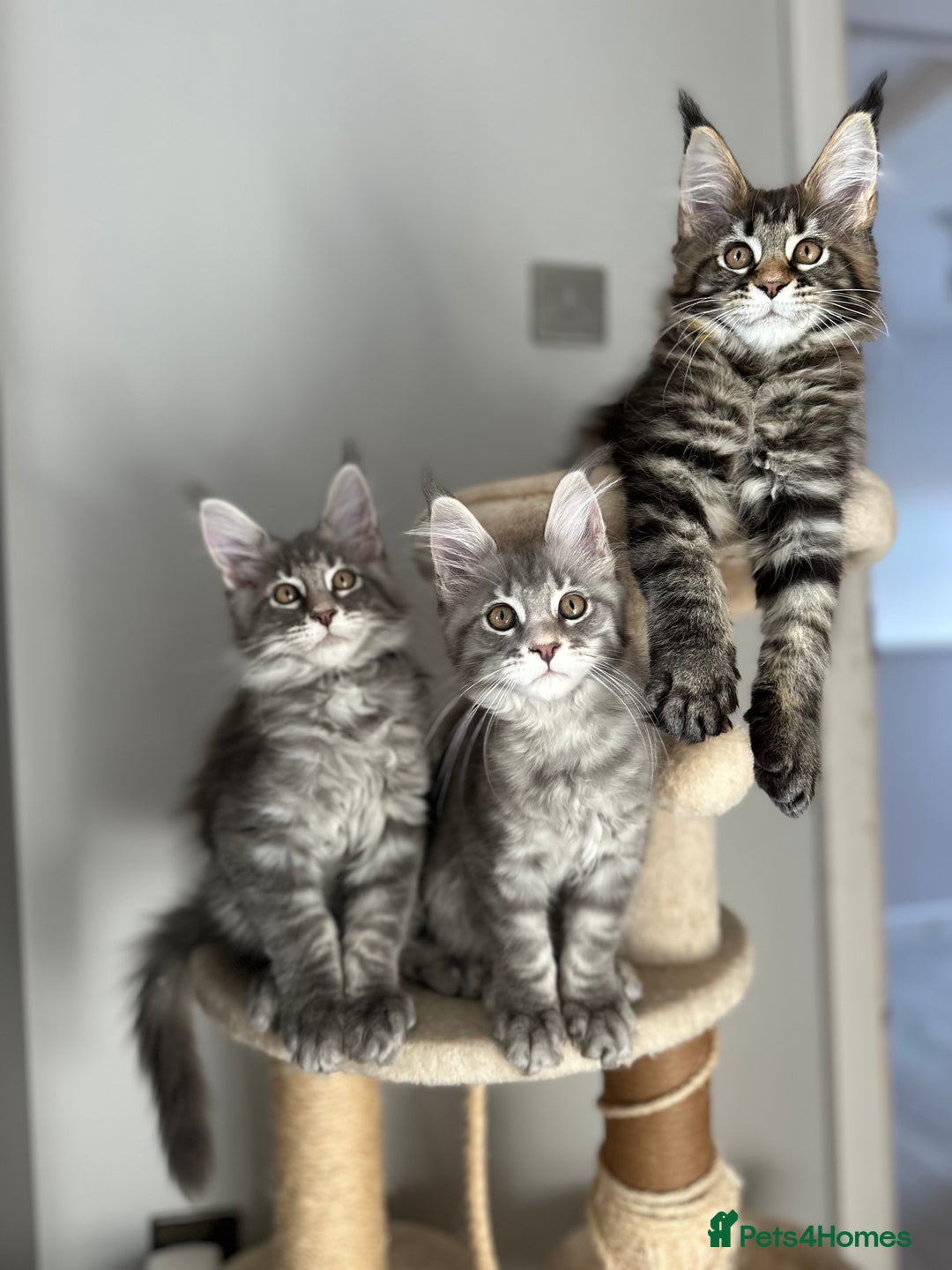 Maine Coon cats for sale: Gorgeous Pure Breed Maine Coon Kittens - Image 9