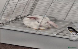 English Lop rabbits for sale: Female white english lop - Image 3