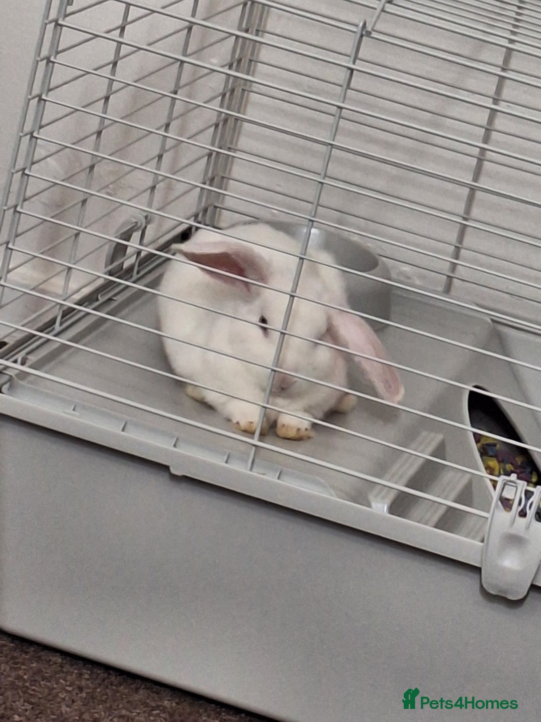 English Lop rabbits for sale: Female white english lop - Image 3